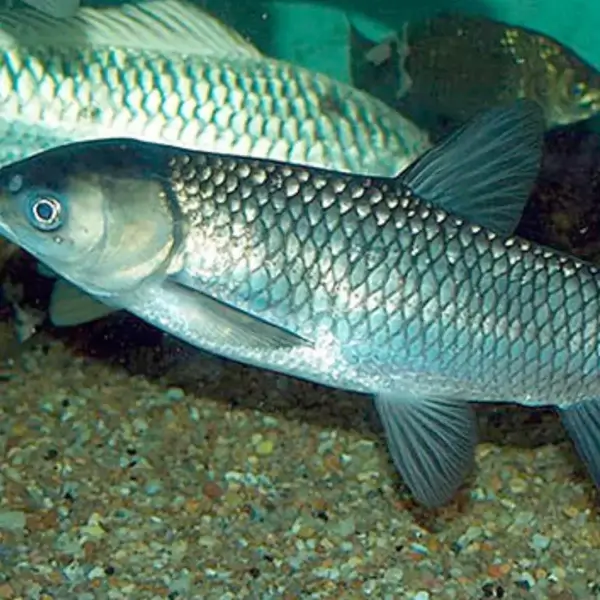 alevino carpa capim Carpa Capim
