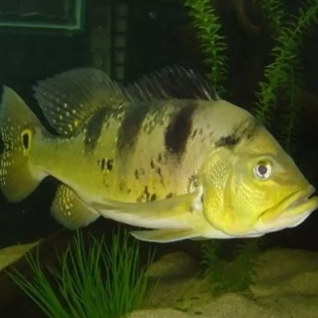 alevino tucunare amarelo Inicio